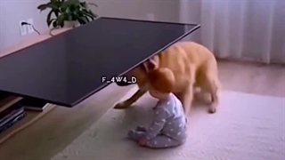 سگ که انقد وفادار باش