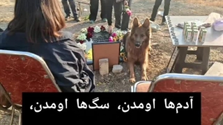 تیدا سگ قهرمان ایران