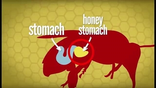 زنبور، مهمترین حشره دنیا و دستاوردش معجون عسل