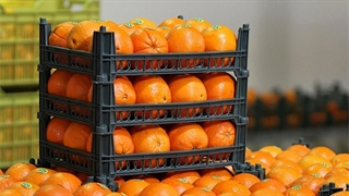 واکنش سازمان غذا و دارو به رنگ کردن پرتقال‌ها