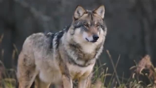 چرا گرگ ها بیشتر شبیه انسان هستند تا حیوان؟