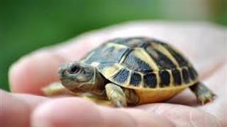 روش نگهداری از لاک پشت های خاکی