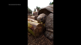 مرگ پیرترین لاک‌پشت باغ وحش سن دیگو در سن  ۱۴۱ سالگی