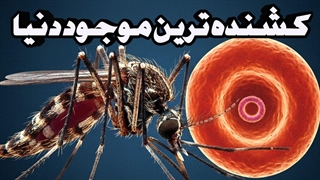 مالاریا | چگونه یک پشه می‌تواند کشنده‌ترین موجود روی زمین باشد؟