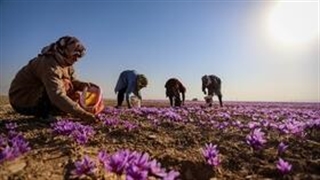 کاهش برداشت و کم‌آبی؛ سایه سنگین بر طلای سرخ زاوه