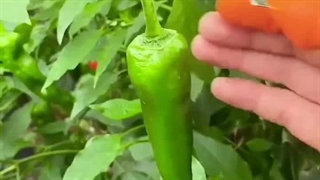 چاقو انگشتی به همراه 6 عدد محافظ انگشت