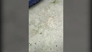 از آخوندک چی میدونیم؟