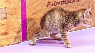 کلیپ از جیسو•تقدیمی•کپ