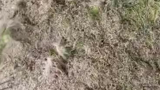 شرکت خوراک دام پیشرو علوفه هیدروپونیک در نسیم شهر