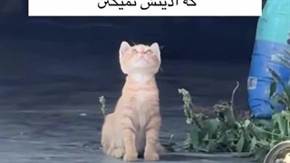 کوچولوی ناز