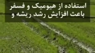 هیومیک اسید برای برنج | سایت زیست بان