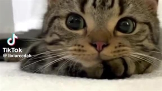 موقتی/پیشی-