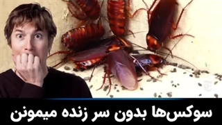 سمپاشی سوسک