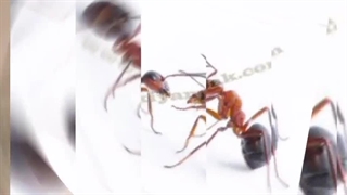 سمپاشی مورچه