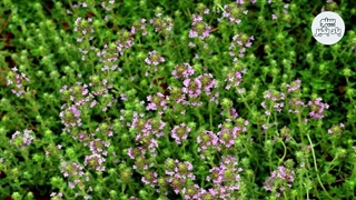 ۷ خاصیت باور نکردنی عسل آویشن