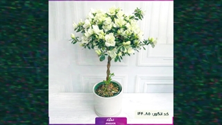 سفارش گل آزالیا آپارتمانی