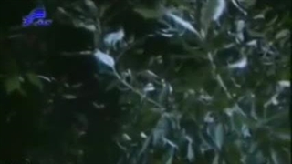 گل می‌روید به باغ _ عباس بهادری