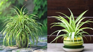 معرفی ۸ گیاهی که هوای خانه را به طرز شگفت‌انگیزی تصفیه میکنن