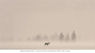 صبح‌های زمستانی - موسیقی کلاسیک آرامش‌بخش | ویوالدی، موتسارت، باخ...