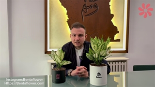 علت زرد شدن برگ آگلونما از پایین چیست ؟