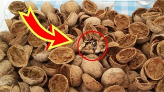 خواص پوست خشک داخل گردو که تاکنون نمی دانستید