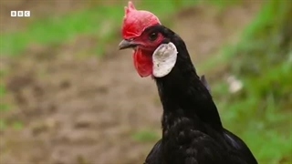 این مرغ مادر با تخم‌هایش صحبت می‌کند - و آنها هم جیک‌جیک می‌کنند! | زندگی مخفی حیوانات مزرعه