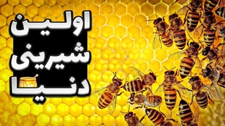 زنبور، مهمترین حشره دنیا و دستاوردش معجون عسل