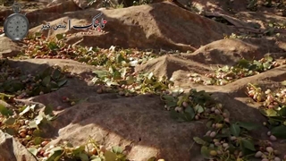 تولید پسته از زمین تا بازار