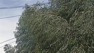 دوست من، درخت