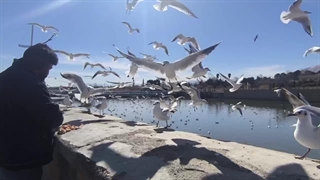 ویدیو مرغان دریایی در چمران شیراز 1404