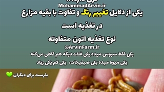 چرا رنگ لارو میلورم من فرق داره؟ | چرا میلورم ها رنگ متفاوتی دارند؟