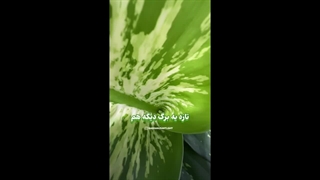 لامپ رشد برای دیفن باخیا
