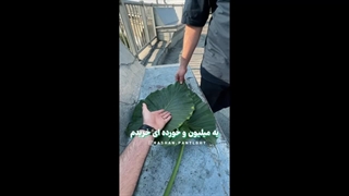 خرید لامپ رشد گیاه در کیانپارس اهواز