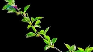 اسرار مرموزی که خداوند (ج) در عدد 7 پنهان کرده است !