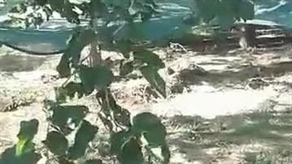 توری جمع آوری محصول (توت)