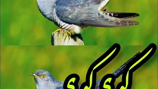 آن قصر که با چرخ همی زد پهلو ، کو کو؟