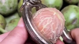 گردو هاروارد