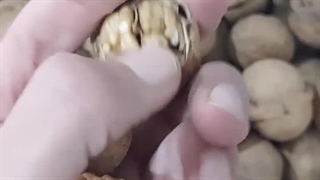 خشکبار فرح بخش شیراز