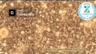 آموزش سلول‌های بنیادی | زیرنویس از انجمن نجوای حیات