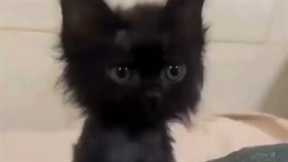 What R.A.B look like in the eyes of James potter