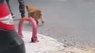 چقد ناقولان