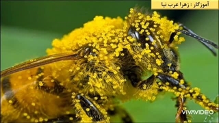 علوم چهارم ابتدایی