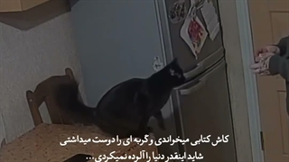 فقط کسی ویدئو رو میفهمه که یه گربه دوستش داشته