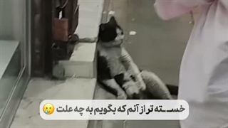 گربه ایرانی