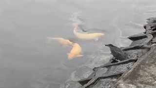 یک حواصیل سبز باهوش که از نان به عنوان طعمه برای گرفتن ماهی استفاده می‌کند.