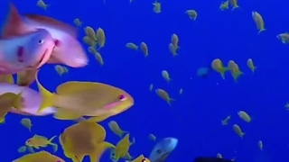 Life in coral 