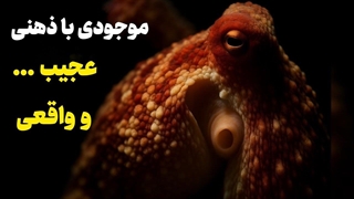 اختاپوس : نابغه ای با ۹ مغز