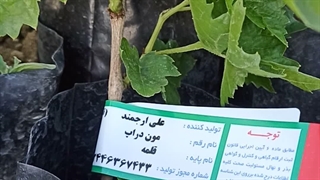 فروش نهال انگور موندراپ در نهالستان تک فیدان