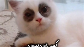 من عاشق گربه هامم^^