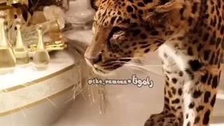 کپ لطفا عزیزای من:)